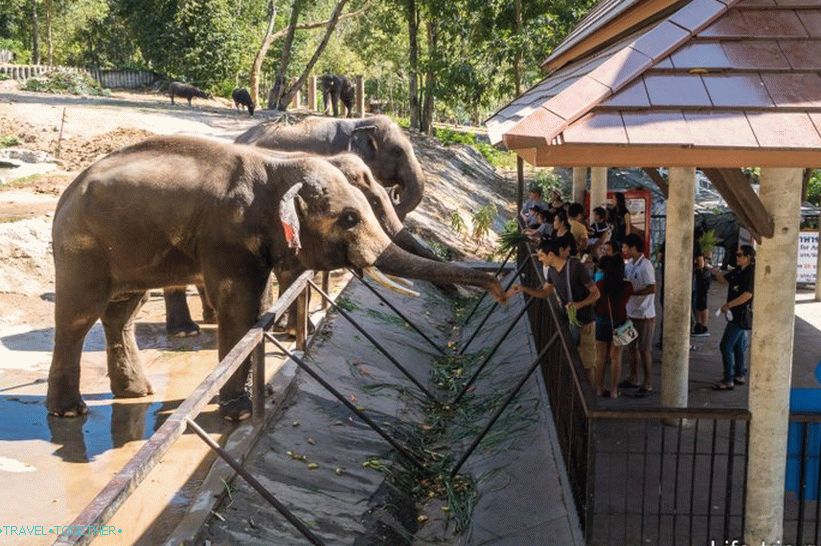 Zoo Khao Kheo v Pattaya - nejlepší v Thajsku