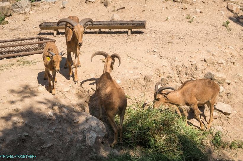 Zoo Khao Kheo v Pattaya - nejlepší v Thajsku