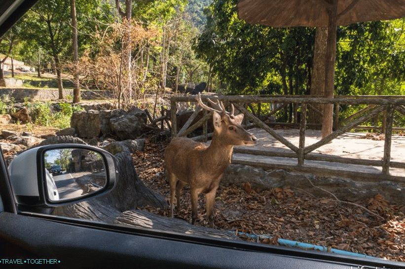 Zoo Khao Kheo v Pattaya - nejlepší v Thajsku