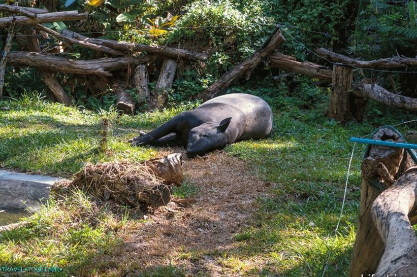 Tapir odpočívá