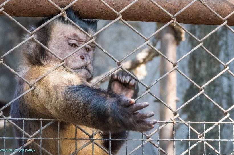 Zoo Khao Kheo v Pattaya - nejlepší v Thajsku