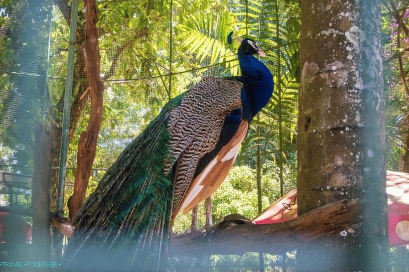 Phuket Zoo - moje recenze, ceny, fotografie a plán show
