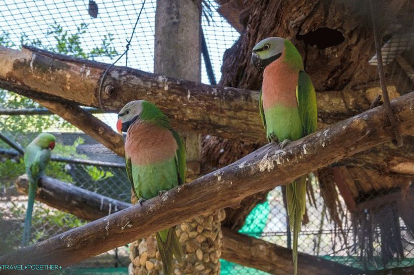 Phuket Zoo - moje recenze, ceny, fotografie a plán show
