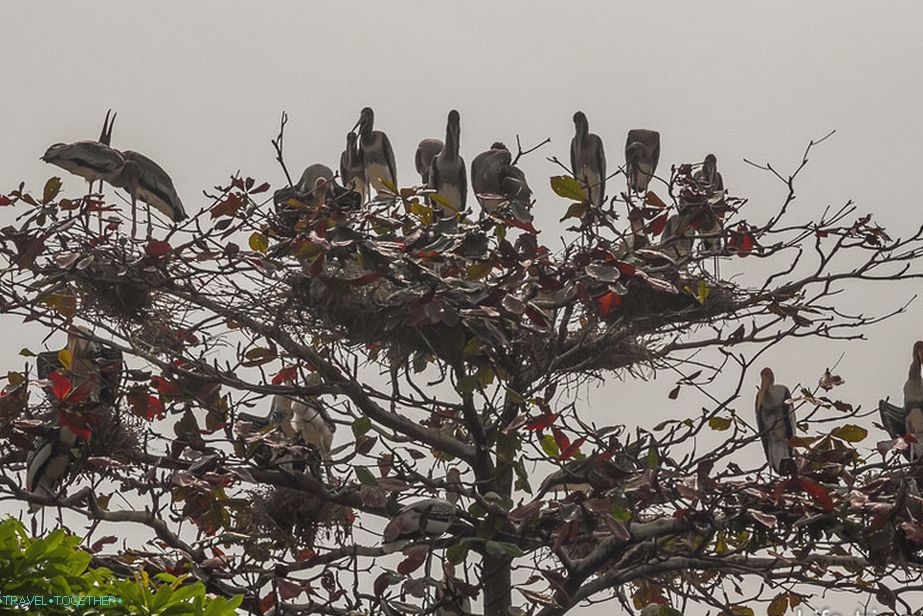 Někteří velcí ptáci sedí na stromě
